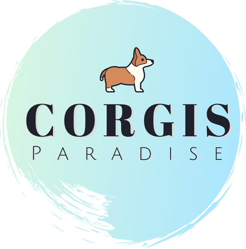 Corgis Paradise